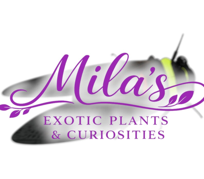 Pode incluir: O logotipo da Mila's apresenta o nome em roxo sobre uma silhueta de inseto desfocada. Abaixo, o texto "EXOTIC PLANTS & CURIOSITIES" est&aacute; em roxo. Sugere uma loja de plantas e curiosidades ex&oacute;ticas.