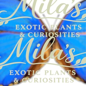 May include: A logo featuring the name "Mila's" in a cursive font, overlaid on a blue butterfly wing design. The text "EXOTIC PLANTS & CURIOSITIES" is also displayed.