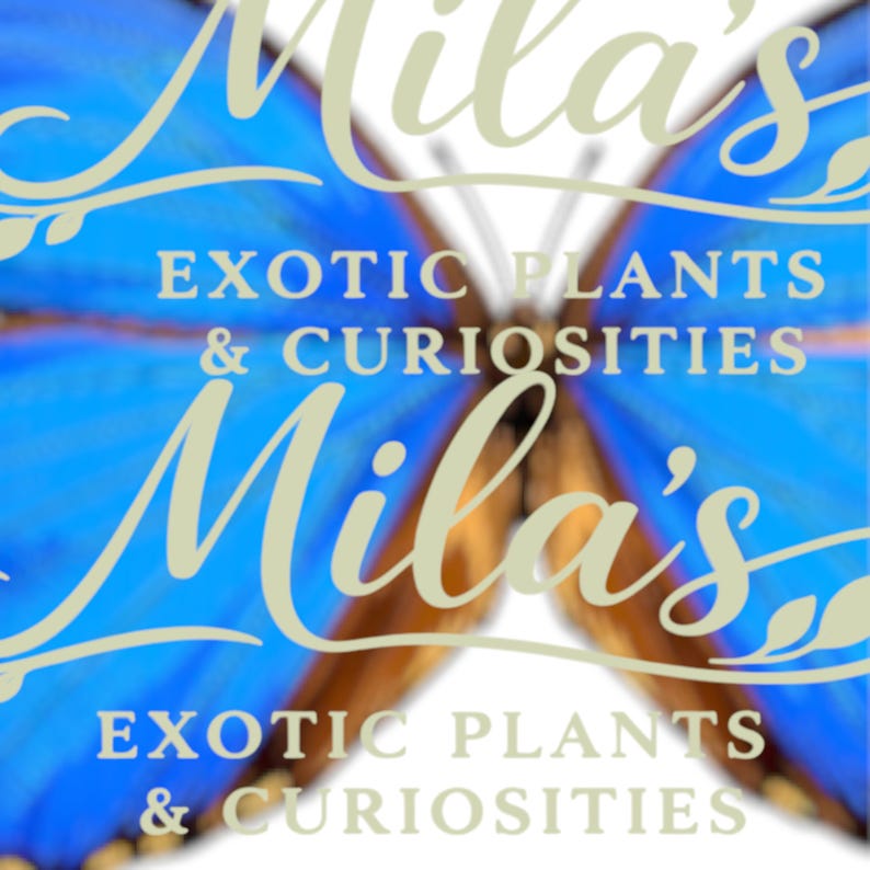 May include: A logo featuring the name "Mila's" in a cursive font, overlaid on a blue butterfly wing design. The text "EXOTIC PLANTS & CURIOSITIES" is also displayed.