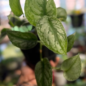 May include: A Scindapsus pictus plant featuring heart-shaped leaves with a variegated pattern of deep green and silvery-grey splashes. The foliage is arranged on thin stems, displaying a distinct mottled texture across the surface of each leaf.