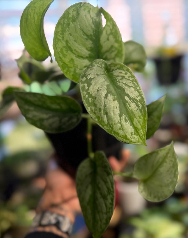 May include: A Scindapsus pictus plant featuring heart-shaped leaves with a variegated pattern of deep green and silvery-grey splashes. The foliage is arranged on thin stems, displaying a distinct mottled texture across the surface of each leaf.