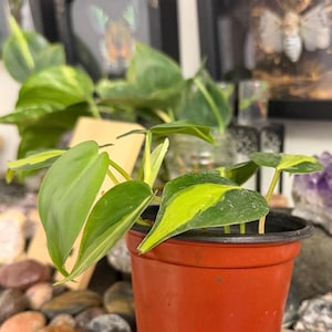 Philodendron Brasil Live Plant, Variegated Heartleaf Trailing Vine 6 Inch Pot