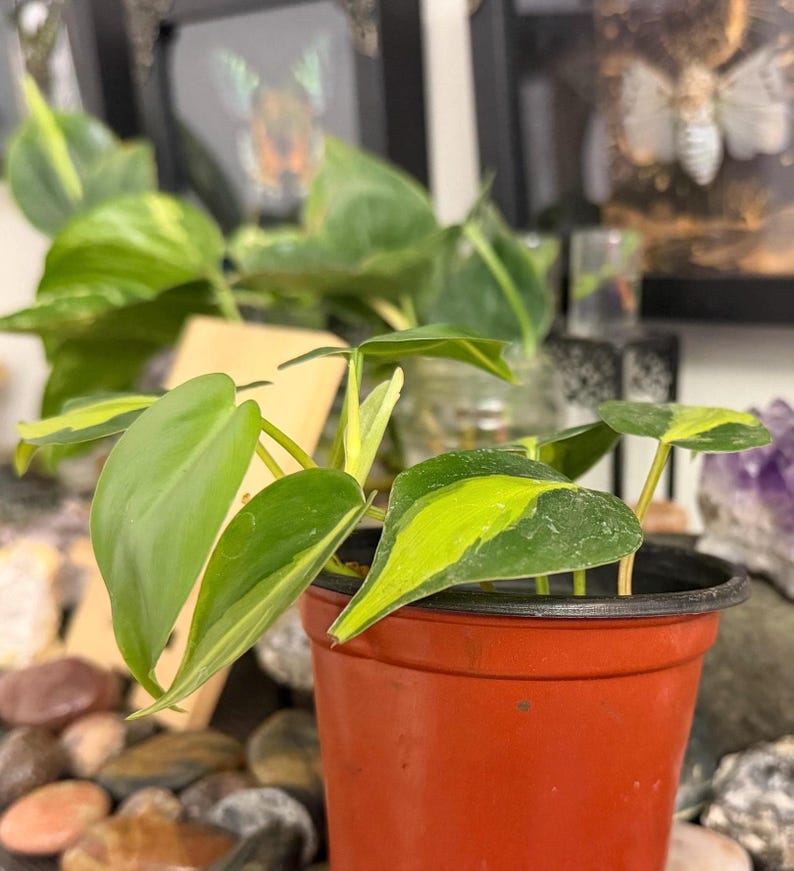 Philodendron Brasil Live Plant, Variegated Heartleaf Trailing Vine 6 Inch Pot
