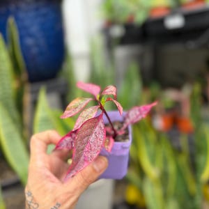 May include: A small plant with vibrant pink and green variegated leaves growing in a square light purple plastic pot. The plant features pointed, textured foliage with deep pink stems and veins, held in a small container filled with dark soil.