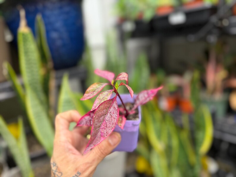May include: A small plant with vibrant pink and green variegated leaves growing in a square light purple plastic pot. The plant features pointed, textured foliage with deep pink stems and veins, held in a small container filled with dark soil.