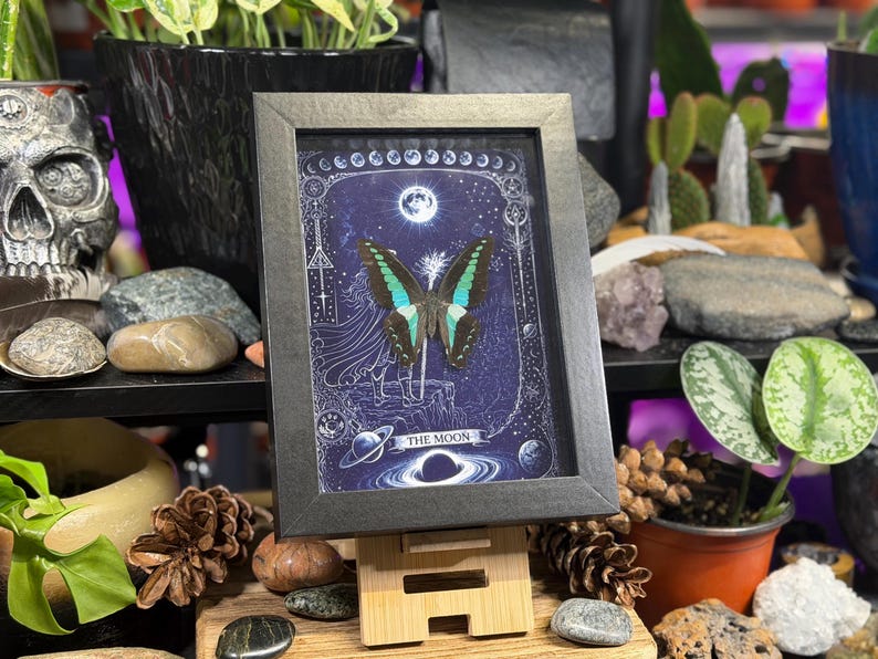 Puede incluir: Obra de arte enmarcada con una mariposa de alas turquesas y negras, sobre un fondo azul oscuro con ilustraciones celestiales. El marco negro est&aacute; sostenido por un soporte de madera. El texto "THE MOON" es visible.