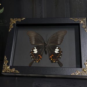Op de afbeelding: Een ingelijste display met een donkere vlinder met witte en oranje markeringen op de vleugels. De rechthoekige zwarte lijst heeft versierde goudkleurige metalen hoekaccenten. De tekst "MILA'S EXOTIC PLANTS AND CURIOSITIES" staat linksboven.