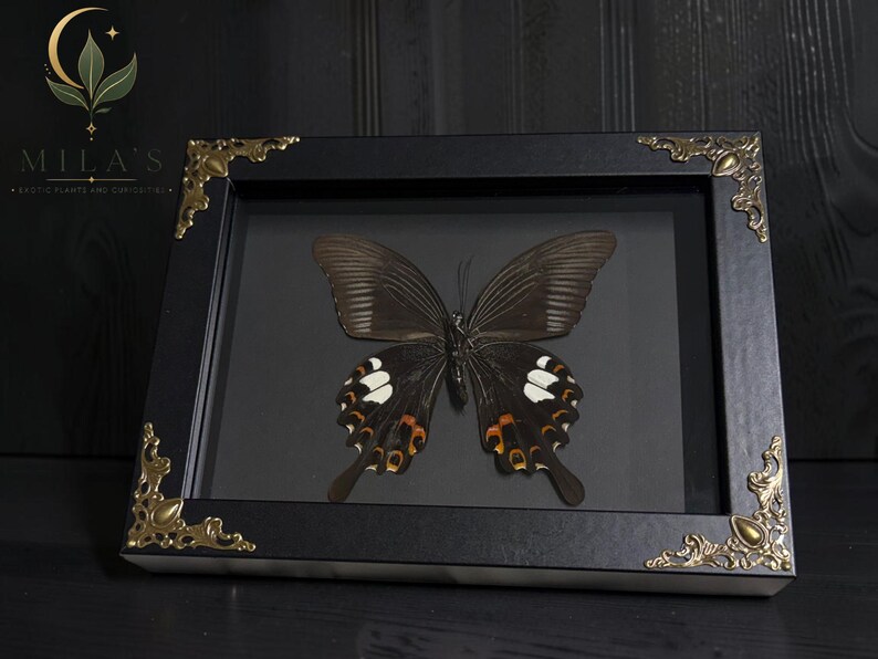 Op de afbeelding: Een ingelijste display met een donkere vlinder met witte en oranje markeringen op de vleugels. De rechthoekige zwarte lijst heeft versierde goudkleurige metalen hoekaccenten. De tekst "MILA'S EXOTIC PLANTS AND CURIOSITIES" staat linksboven.