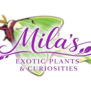 May include: Logo for Mila's Exotic Plants & Curiosities. The logo features a stylized green and white moth with purple text. The text reads "Mila's" in cursive above "EXOTIC PLANTS & CURIOSITIES" in a sans-serif font.