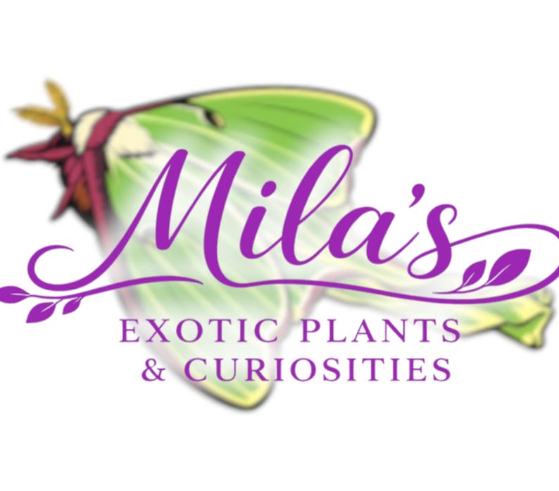May include: Logo for Mila's Exotic Plants & Curiosities. The logo features a stylized green and white moth with purple text. The text reads "Mila's" in cursive above "EXOTIC PLANTS & CURIOSITIES" in a sans-serif font.