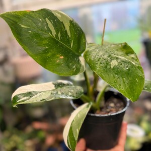 May include: A Philodendron White Knight plant in a black plastic pot. The plant features large, heart-shaped leaves with deep green coloration and prominent white variegation. Water droplets are visible on the surface of the leaves.