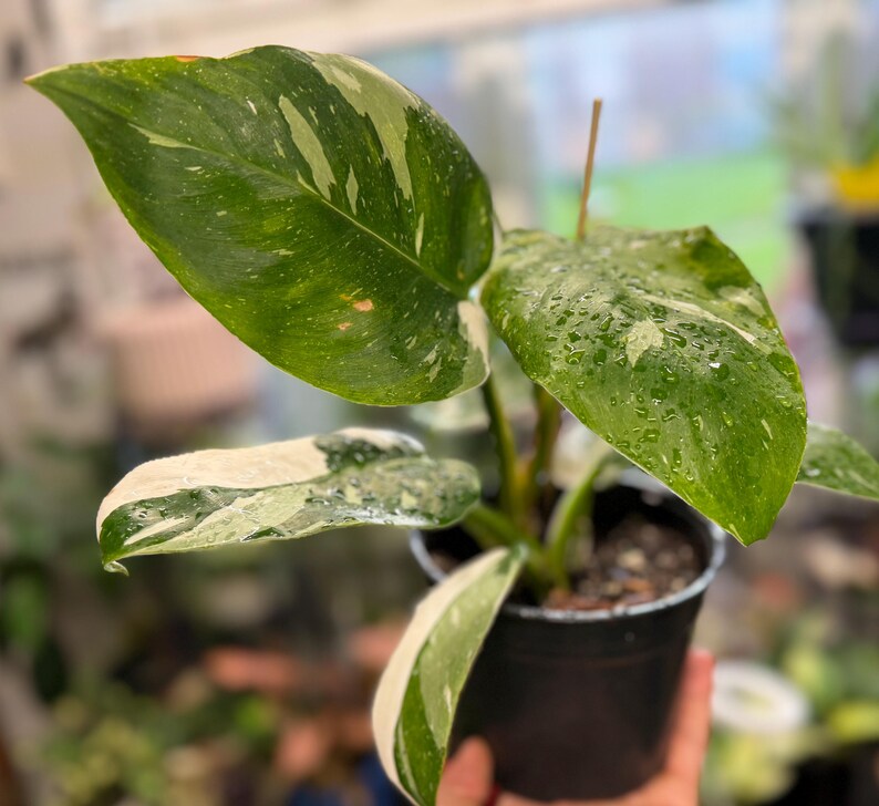 May include: A Philodendron White Knight plant in a black plastic pot. The plant features large, heart-shaped leaves with deep green coloration and prominent white variegation. Water droplets are visible on the surface of the leaves.