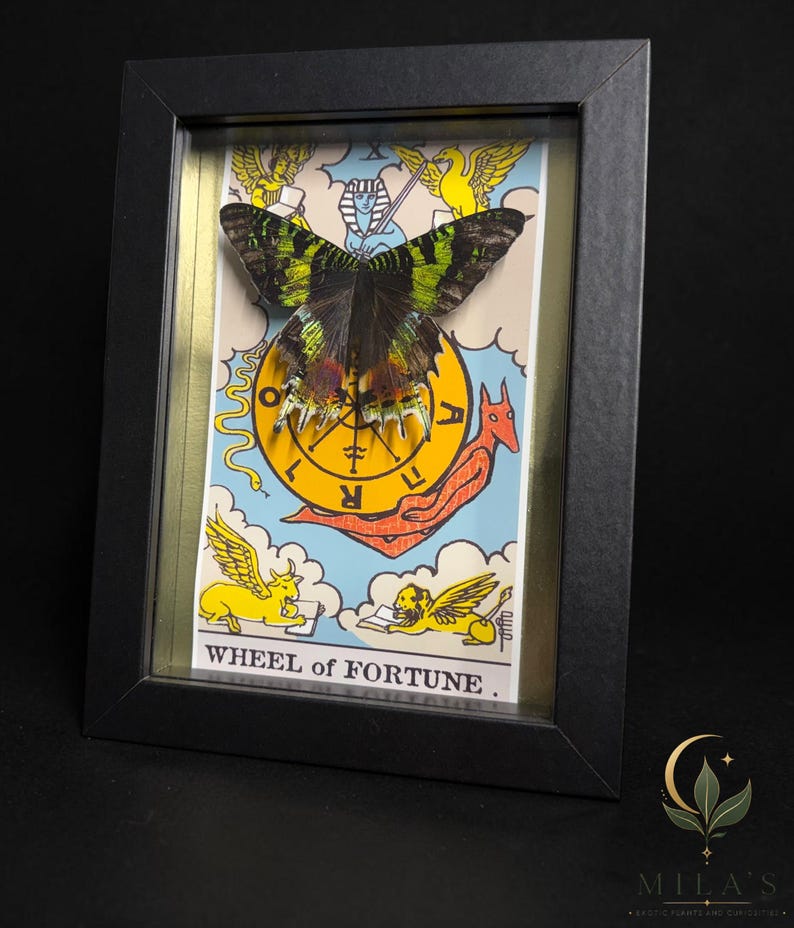 May include: A framed display featuring a preserved butterfly with green and black wings mounted over a Wheel of Fortune tarot card illustration. The card depicts yellow figures, a central wheel, and the text WHEEL of FORTUNE. The frame is black.