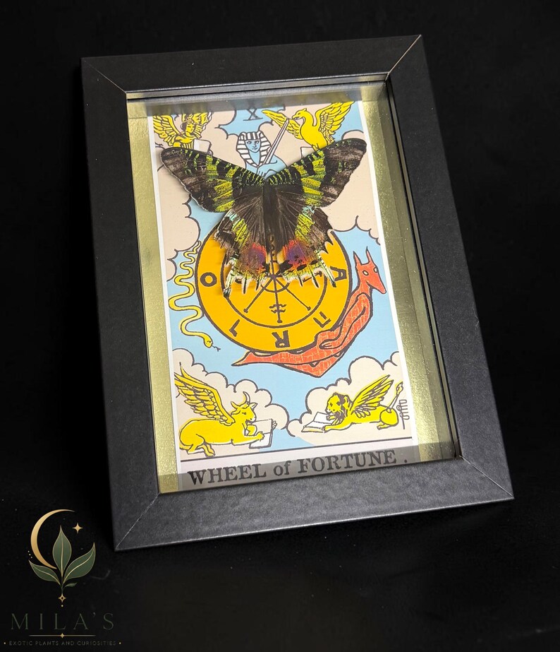 May include: A framed display featuring a preserved butterfly with green, black, and red wings mounted over a Wheel of Fortune tarot card illustration. The card depicts yellow winged figures, a red creature, and a central wheel with the text WHEEL of FORTUNE.