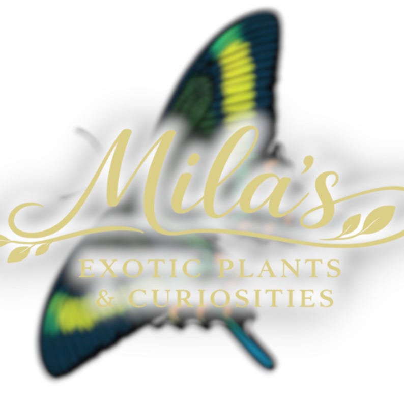 以下が含まれることがあります： 青、緑、黄色の羽を持つ蝶のロゴ。 「Mila's」という文字が筆記体で書かれ、その下に「EXOTIC PLANTS & CURIOSITIES」と書かれています。背景は白です。
