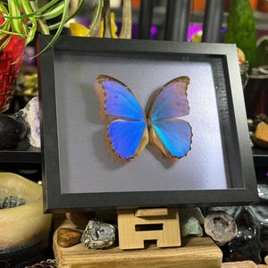 Puede incluir: Un esp&eacute;cimen de mariposa enmarcado con alas azul brillante y un marco negro. La mariposa est&aacute; centrada en un fondo gris, mostrando sus intrincados patrones y colores iridiscentes. Una pieza decorativa para los amantes de la naturaleza.