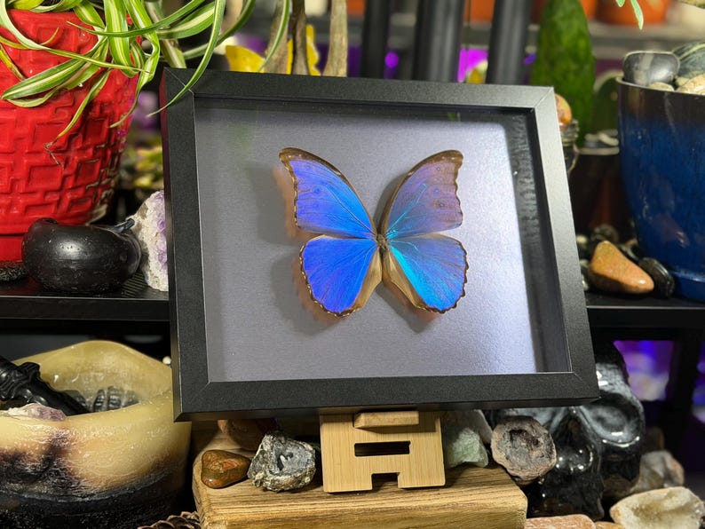 Puede incluir: Un esp&eacute;cimen de mariposa enmarcado con alas azul brillante y un marco negro. La mariposa est&aacute; centrada en un fondo gris, mostrando sus intrincados patrones y colores iridiscentes. Una pieza decorativa para los amantes de la naturaleza.