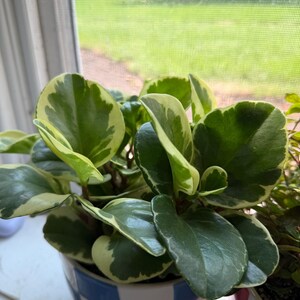 Pode incluir: Uma planta Peperomia obtusifolia variegada com folhas grossas, brilhantes e arredondadas de cor verde com margens branco-creme. A planta est&aacute; num vaso de cer&acirc;mica decorado com um padr&atilde;o de xadrez azul e branco, perto de uma janela.