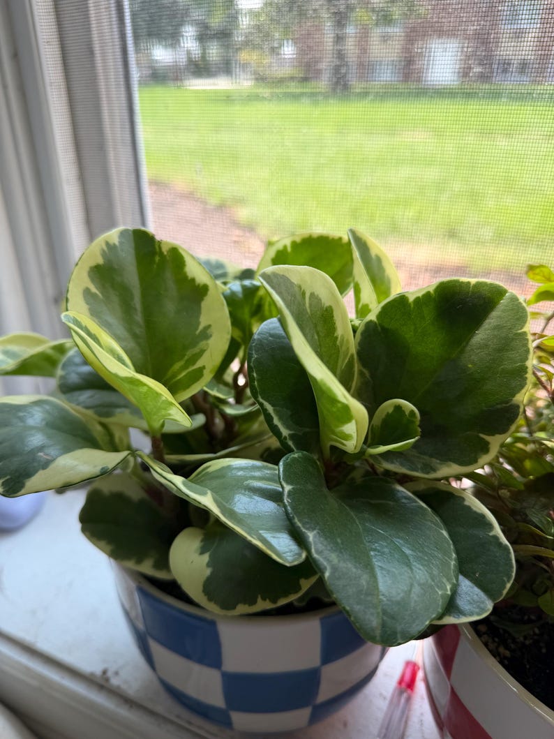 Pode incluir: Uma planta Peperomia obtusifolia variegada com folhas grossas, brilhantes e arredondadas de cor verde com margens branco-creme. A planta est&aacute; num vaso de cer&acirc;mica decorado com um padr&atilde;o de xadrez azul e branco, perto de uma janela.