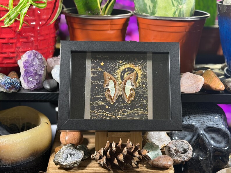 May include: A framed butterfly specimen with a black frame. The butterfly has brown and white wings, set against a backdrop of a golden sun, stars, and a night sky design. The frame is supported by a wooden stand.