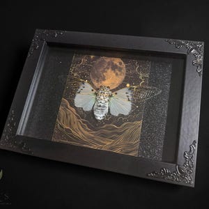 White Ghost Cicada Framed Art, Full Moon Shadow Box, Ornate Gothic Decor, 5x7 image 2