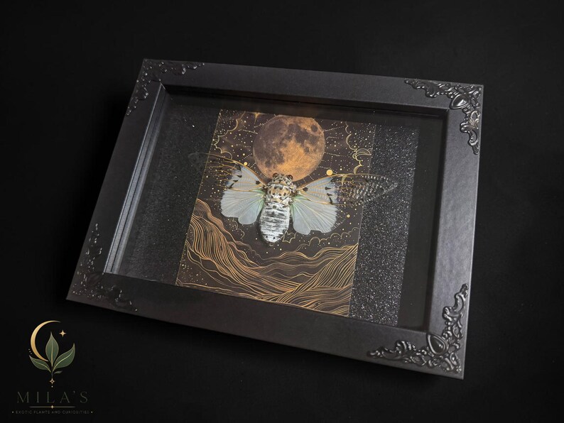 White Ghost Cicada Framed Art, Full Moon Shadow Box, Ornate Gothic Decor, 5x7 image 2