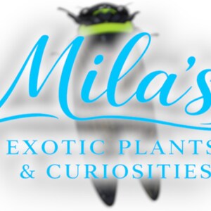 K&ouml;nnte beinhalten: Das Bild zeigt den Text "Mila's Exotic Plants & Curiosities" in hellblauer Schrift. Im Hintergrund ist ein unscharfes Bild einer Zikade zu sehen. Der Text ist zentriert, was auf ein Gesch&auml;ft oder eine Marke hindeutet.