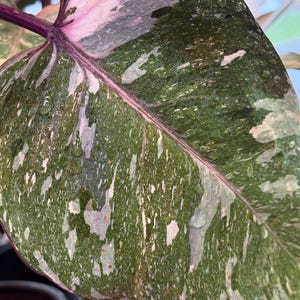 May include: A Philodendron Pink Princess leaf featuring a variegated pattern of deep forest green and creamy light pink splashes. The leaf has a prominent, dark purple central vein and stem, with small water droplets scattered across the surface.