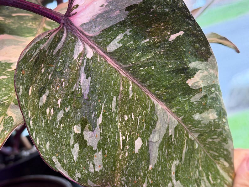 May include: A Philodendron Pink Princess leaf featuring a variegated pattern of deep forest green and creamy light pink splashes. The leaf has a prominent, dark purple central vein and stem, with small water droplets scattered across the surface.