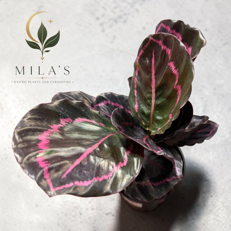 May include: A Calathea plant with dark, glossy, oval-shaped leaves featuring vibrant pink, jagged, vein-like patterns. The plant is potted and includes a logo in the upper left corner that reads MILA'S EXOTIC PLANTS AND CURIOSITIES.