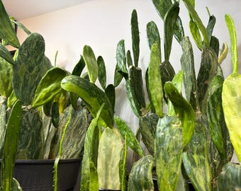 Variegated Spineless Opuntia Cactus | Rooted Prickly Pear Plant or Fresh Cutting