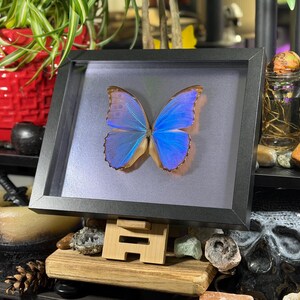 Puede incluir: Un esp&eacute;cimen de mariposa enmarcado con alas azul vibrante y bordes marrones. La mariposa est&aacute; centrada en un marco negro, exhibida sobre un soporte de madera. El fondo incluye una maceta roja con una planta verde y objetos decorativos.
