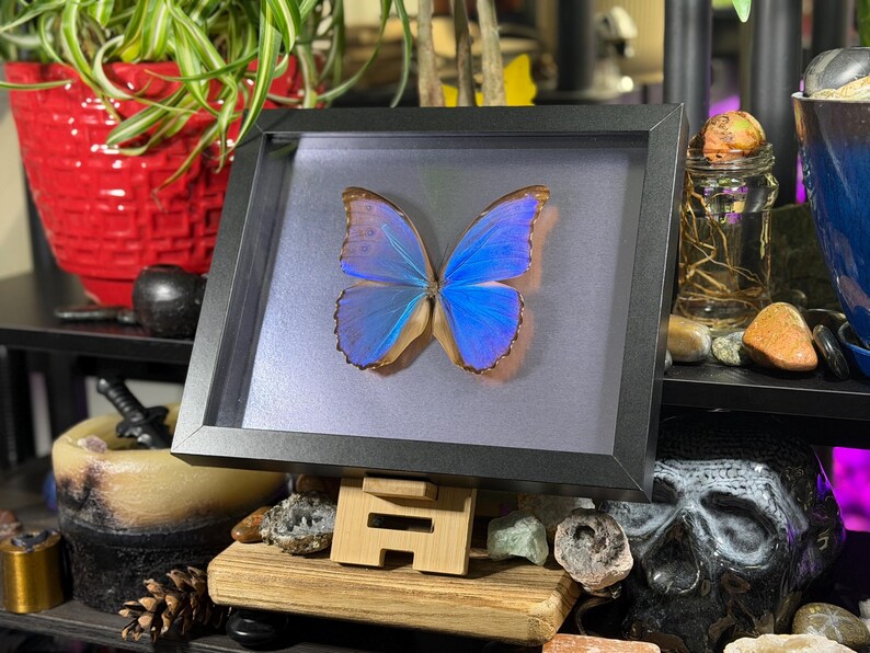 Puede incluir: Un esp&eacute;cimen de mariposa enmarcado con alas azul vibrante y bordes marrones. La mariposa est&aacute; centrada en un marco negro, exhibida sobre un soporte de madera. El fondo incluye una maceta roja con una planta verde y objetos decorativos.