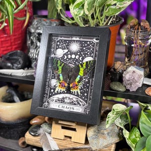 Madagascan Sunset Moth “Chaos” Dorsal Framed Specimen Art | Chrysiridia rhipheus Gothic Rainbow Decor image 6