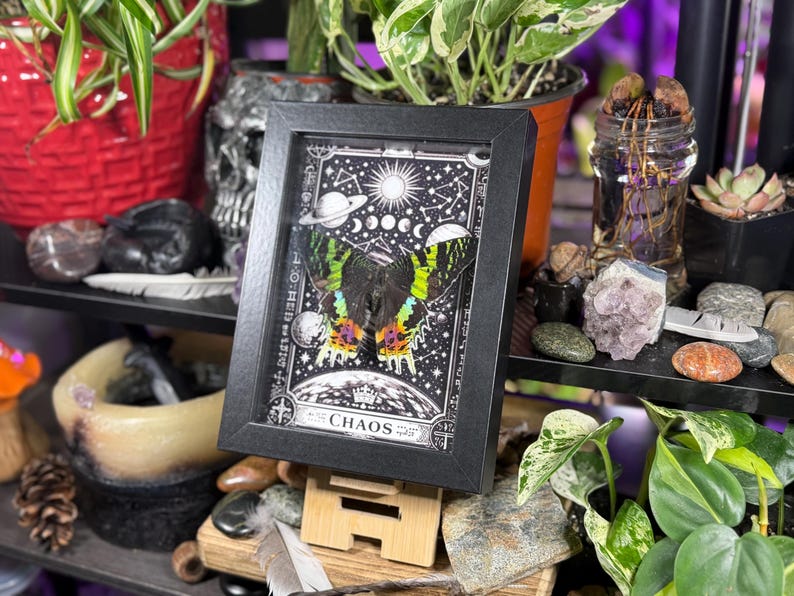Madagascan Sunset Moth “Chaos” Dorsal Framed Specimen Art | Chrysiridia rhipheus Gothic Rainbow Decor image 6