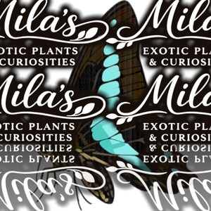 Blå flaskhalsfjäril PNG-paket | 13 Graphium sarpedon 300 DPI digitala clipartfiler bild 11
