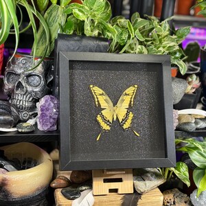 May include: A framed butterfly specimen with yellow and black wings, set against a black background. The black square frame displays the butterfly centrally. The image is part of a decorative display with plants and a skull.