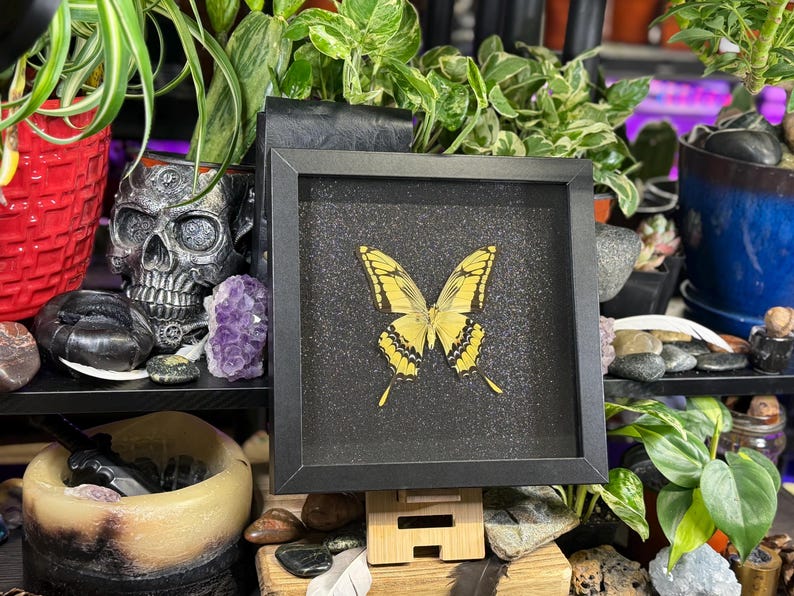 May include: A framed butterfly specimen with yellow and black wings, set against a black background. The black square frame displays the butterfly centrally. The image is part of a decorative display with plants and a skull.