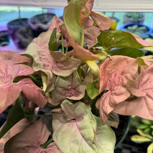 May include: A Syngonium podophyllum plant featuring arrow-shaped leaves with a variegated color palette of soft pastel pink, muted green, and cream tones. The foliage is dense and layered, displaying a mix of matte textures and organic shapes.
