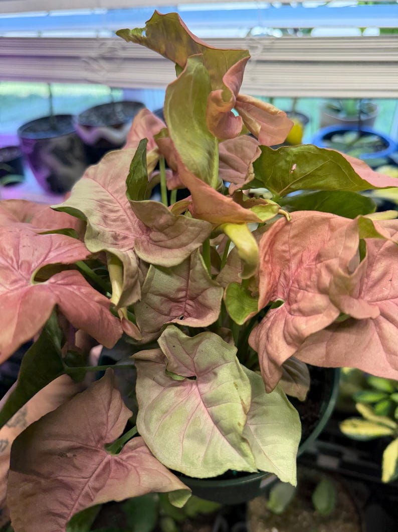 May include: A Syngonium podophyllum plant featuring arrow-shaped leaves with a variegated color palette of soft pastel pink, muted green, and cream tones. The foliage is dense and layered, displaying a mix of matte textures and organic shapes.