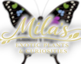 Puede incluir: Un logotipo con un diseño de mariposa con acentos negros, blancos, verdes, azules y morados. El texto "Mila's" está en una fuente dorada, con "EXOTIC PLANTS & CURIOSITIES" debajo en una fuente dorada sans-serif.