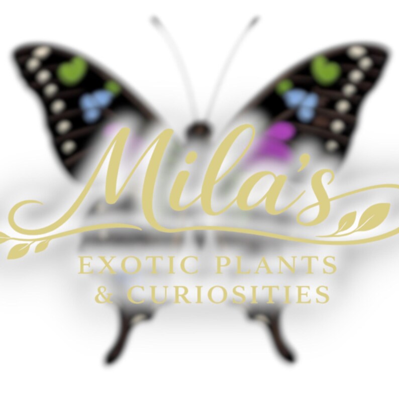 May include: A logo featuring a butterfly design with black, white, green, blue, and purple accents. The text "Mila's" is in a gold script font, with "EXOTIC PLANTS & CURIOSITIES" below in a gold sans-serif font.