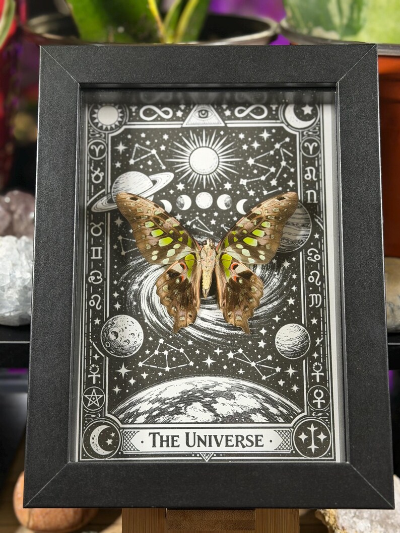 May include: A framed artwork featuring a butterfly specimen set against a black and white illustration of the universe. The butterfly has brown and green wings. The artwork is in a black frame and includes the text "THE UNIVERSE."
