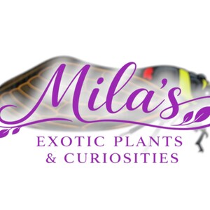 Pode incluir: O logotipo de "Mila's Exotic Plants & Curiosities" apresenta um inseto estilizado com texto roxo em it&aacute;lico. O texto diz "Exotic Plants & Curiosities" abaixo do nome.