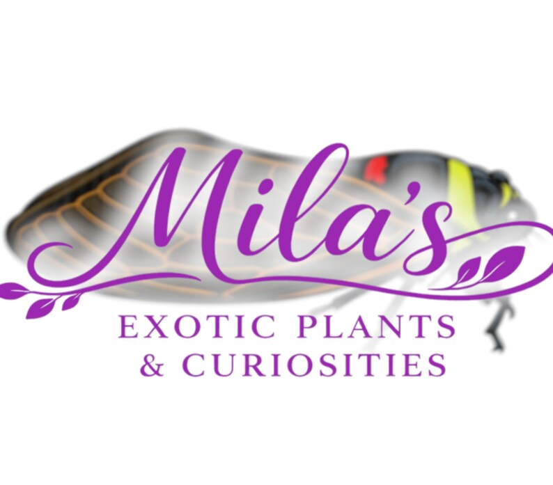Pode incluir: O logotipo de "Mila's Exotic Plants & Curiosities" apresenta um inseto estilizado com texto roxo em it&aacute;lico. O texto diz "Exotic Plants & Curiosities" abaixo do nome.