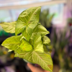 May include: A Syngonium plant featuring arrow-shaped leaves with a variegated pattern of light green, lime, and subtle pink splashes. The foliage displays prominent veins and a smooth texture, with the leaves arranged in a cluster on thin stems.
