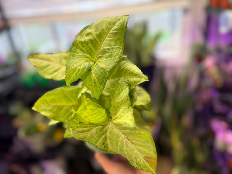 May include: A Syngonium plant featuring arrow-shaped leaves with a variegated pattern of light green, lime, and subtle pink splashes. The foliage displays prominent veins and a smooth texture, with the leaves arranged in a cluster on thin stems.