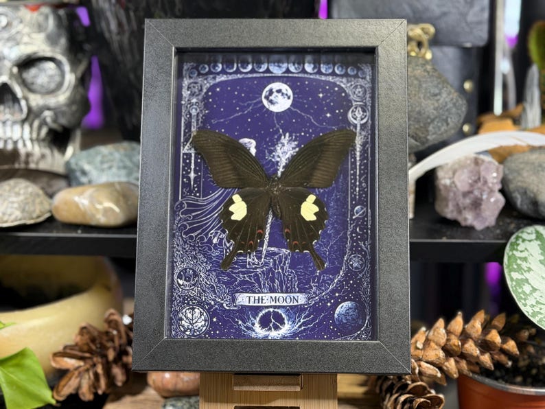 May include: A framed artwork featuring a black butterfly with yellow markings, set against a blue background with celestial illustrations. The artwork is labeled "THE MOON" and is displayed in a black frame, evoking a mystical theme.