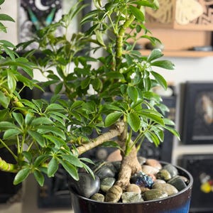 May include: A Schefflera arboricola plant with glossy green compound leaves and a thick, woody stem. The plant is potted in a dark blue container filled with a variety of smooth, multi-colored river stones covering the soil surface.