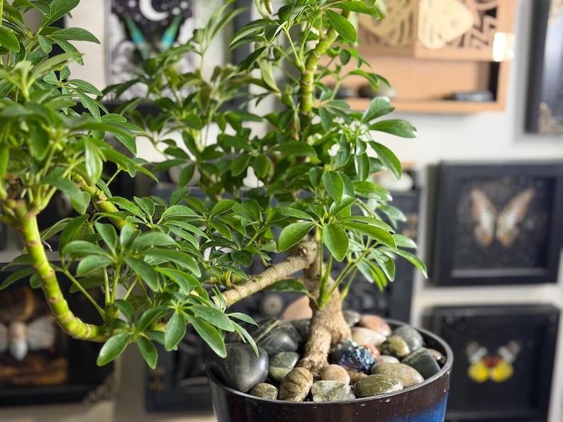 May include: A Schefflera arboricola plant with glossy green compound leaves and a thick, woody stem. The plant is potted in a dark blue container filled with a variety of smooth, multi-colored river stones covering the soil surface.